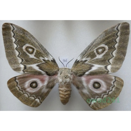 Gonimbrasia tyrrhea (Cramer, 1775) female ex. ovo South Africa 108mm9d
